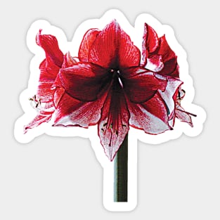 Amaryllis - Amaryllis Charisma Sticker